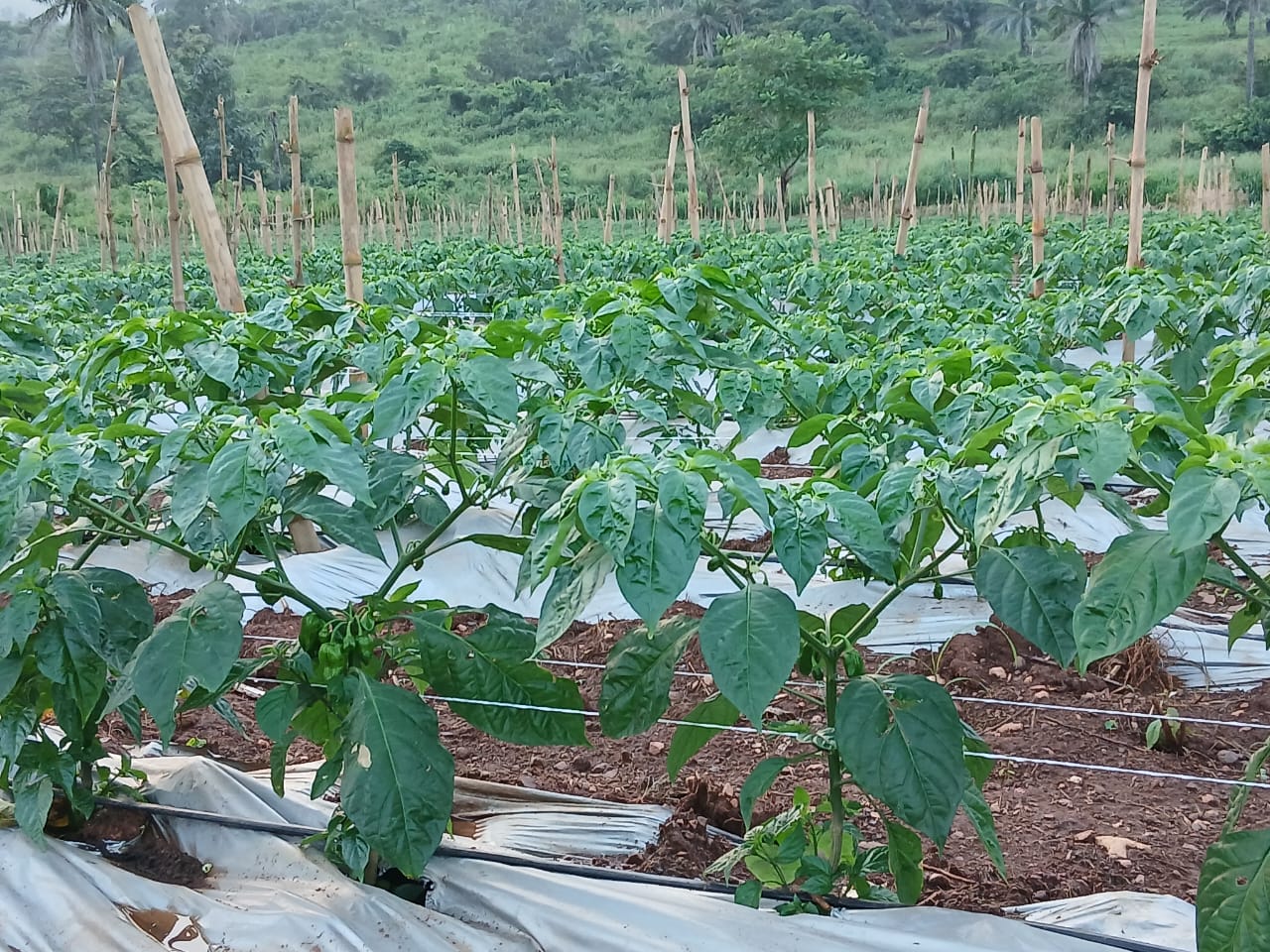 Harvest baskets at MDD Farms