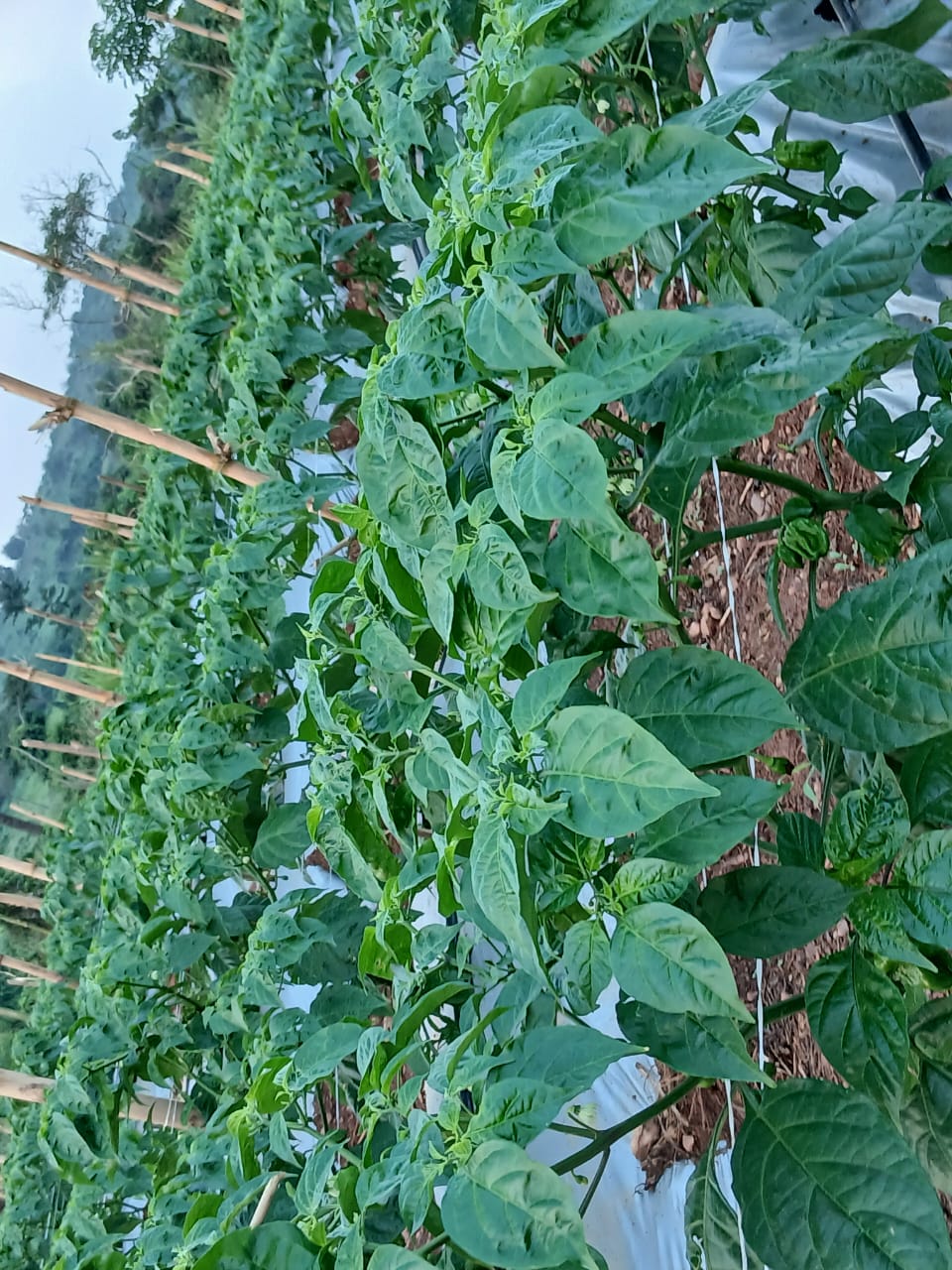 Crop rows on MDD Farms