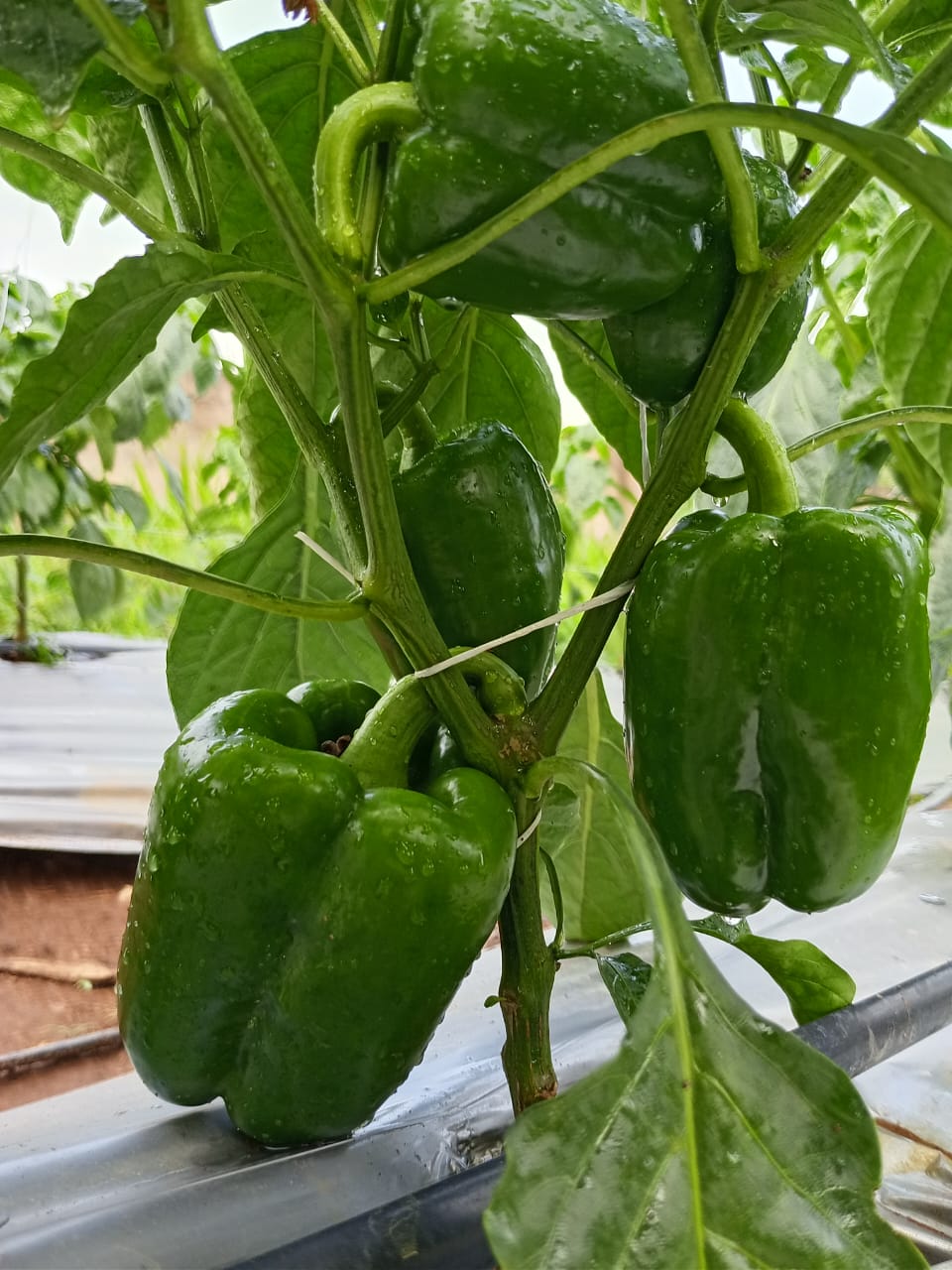 Produce quality snapshot at MDD Farms
