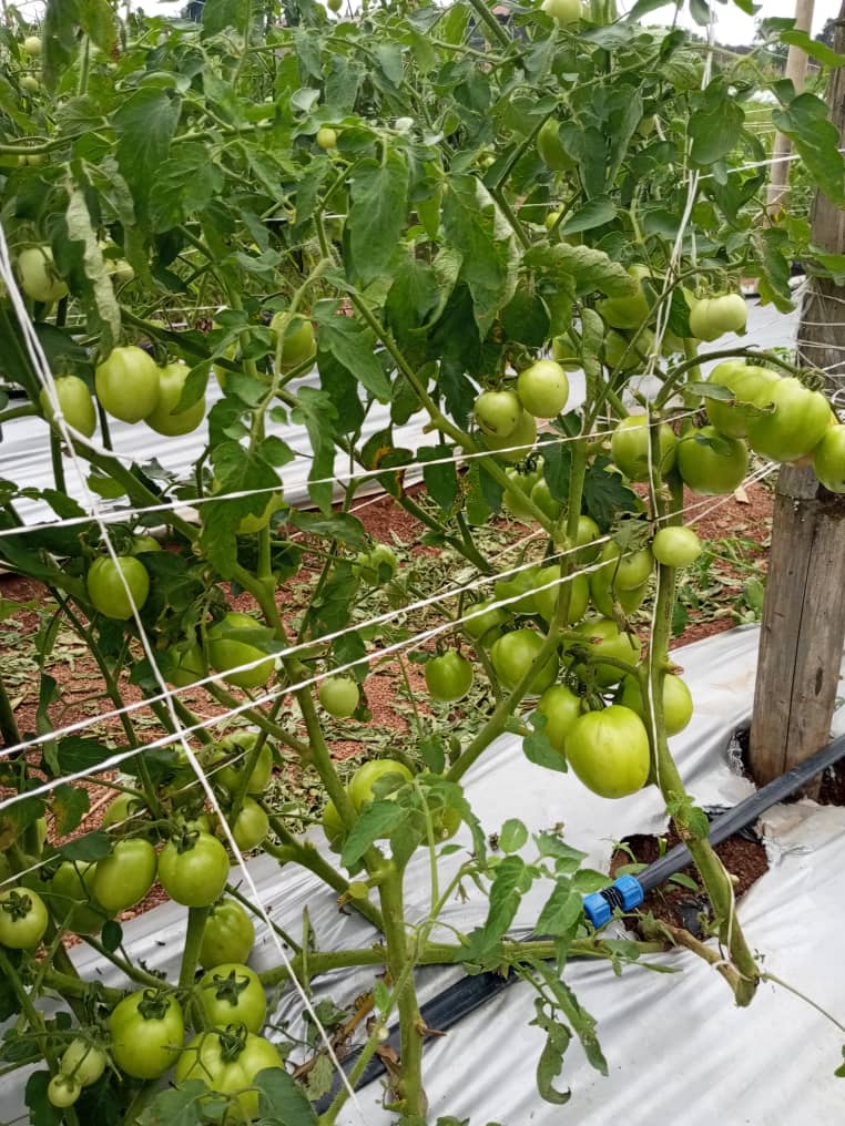 Produce quality snapshot at MDD Farms