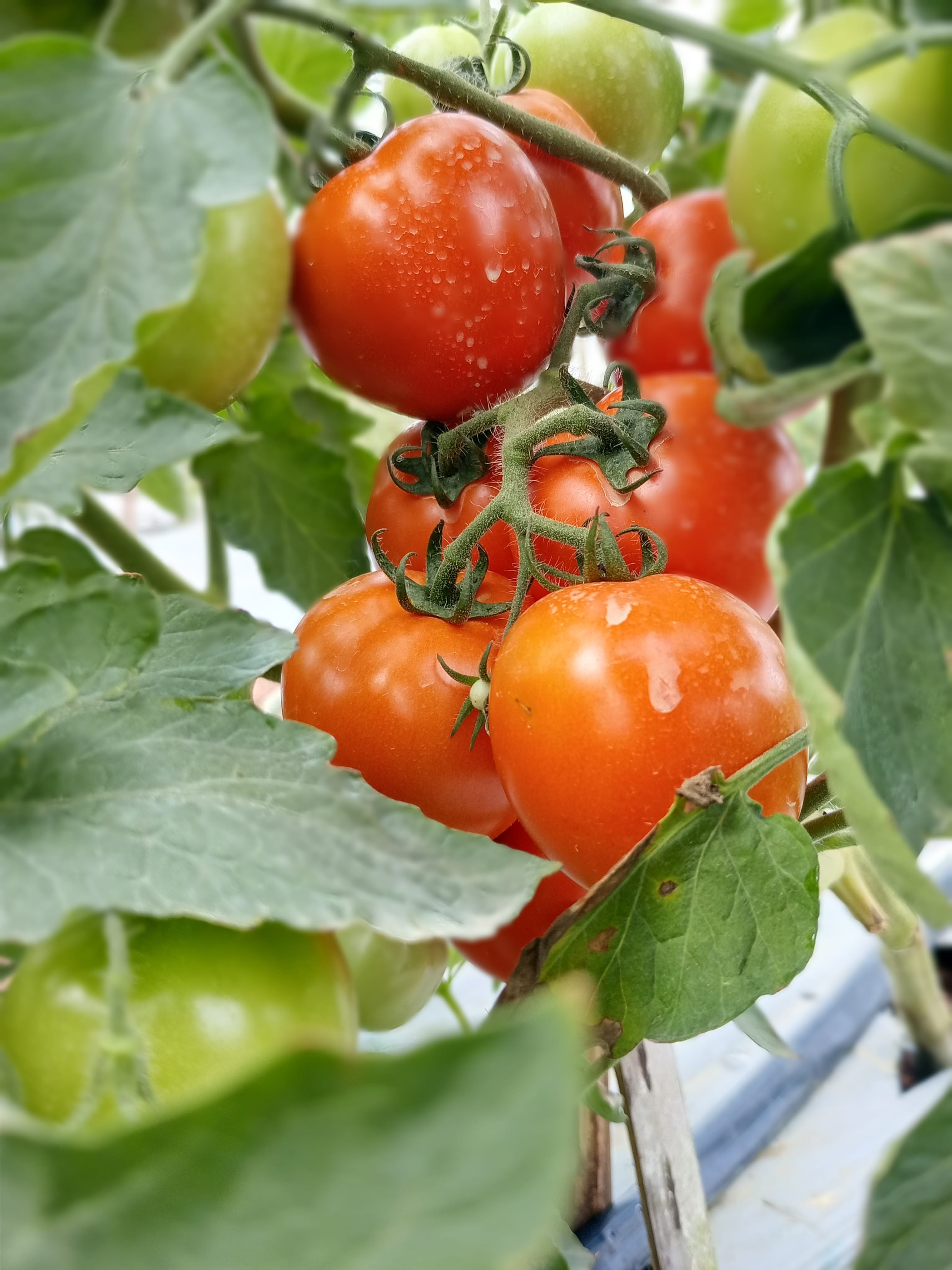 Fresh tomatoes from MDD Farms